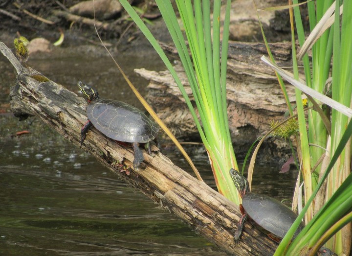 Midland Painted Turtles